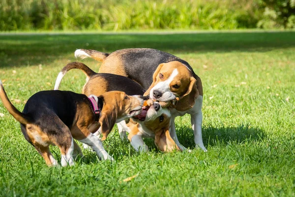 Köpek doğurmak beagle parkta yeşil çim üzerinde yalan