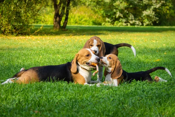 Köpek doğurmak beagle parkta yeşil çim üzerinde yalan