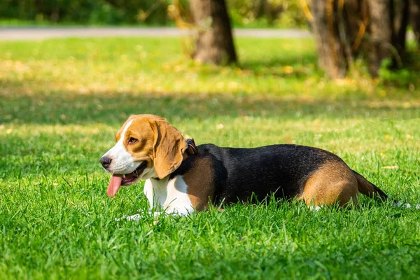 Perro Raza Beagle Acostado Hierba Verde Parque —  Fotos de Stock