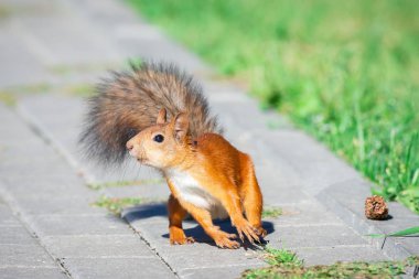 Kızıl sincap fındık yeşil çim gizler