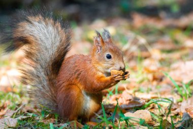 Kızıl sincap fındık yeşil çim gizler