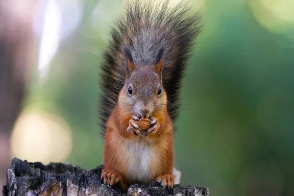 Squirrel Nut Sitting Tree Branch — Stock Photo, Image