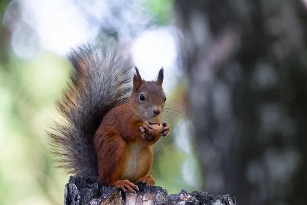 Squirrel Орехом Сидящим Ветке Дерева — стоковое фото