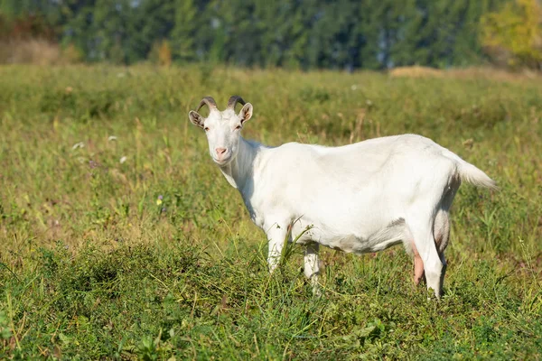 Белая Коза Саду Ест Зеленую Траву — стоковое фото