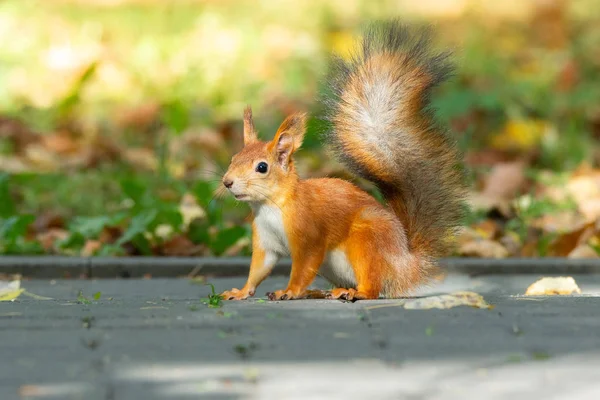 Sincap Bir Sonbahar Park Asfalt Üzerinde Oturur Bir Somun Için — Stok fotoğraf