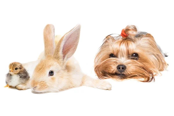 Hunderasse Yorkshire Terrier Kaninchen Und Hühner Auf Weißem Hintergrund — Stockfoto