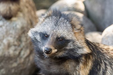 Hayvanat bahçesinde buzlu oturan bir rakun portresi