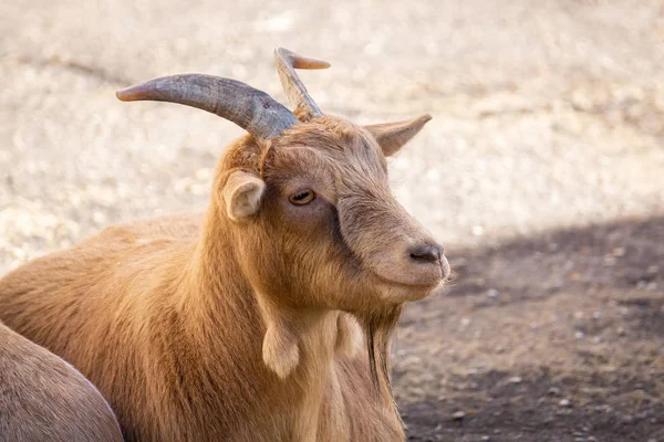 Cabrito Vermelho Aquecendo Sol Zoológico — Fotografia de Stock