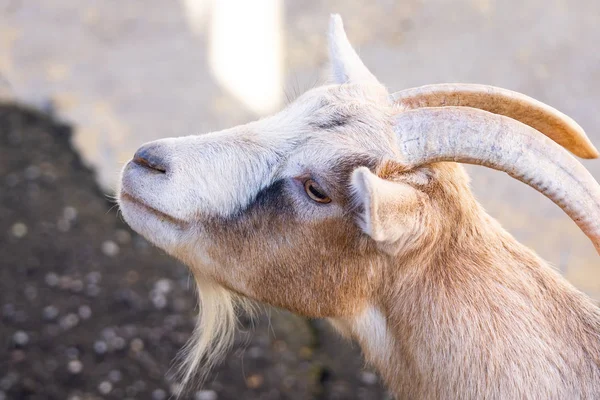 Cabrito Vermelho Aquecendo Sol Zoológico — Fotografia de Stock