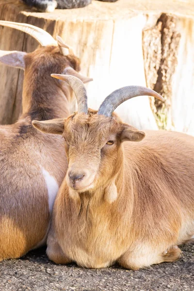Červená Koza Vyhřívají Slunci Zoo — Stock fotografie