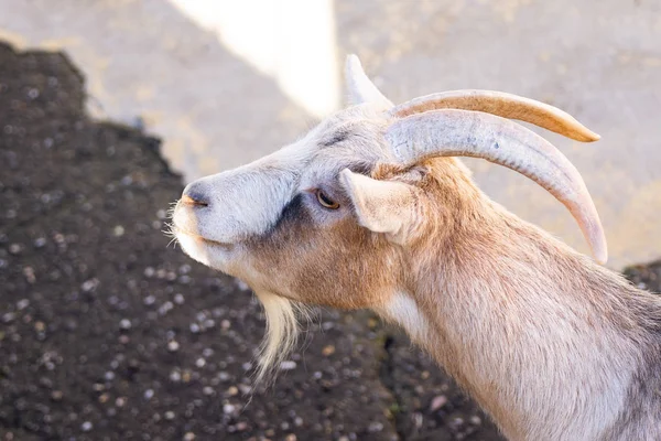 Cabrito Vermelho Aquecendo Sol Zoológico — Fotografia de Stock