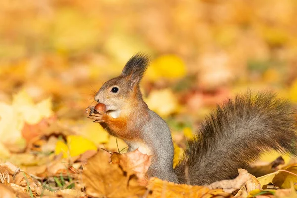 Eichhörnchen Sitzt Herbstpark Auf Dem Asphalt Und Wartet Auf Eine — Stockfoto