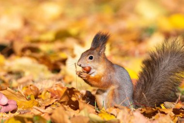Sincap fındık onun elinden yer ve onları toprağa gömer