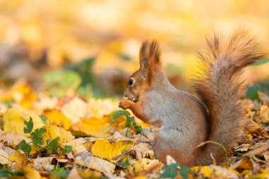 Sincap bir sonbahar Park asfalt üzerinde oturur ve bir somun için bekler