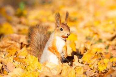 Sincap bir sonbahar Park asfalt üzerinde oturur ve bir somun için bekler
