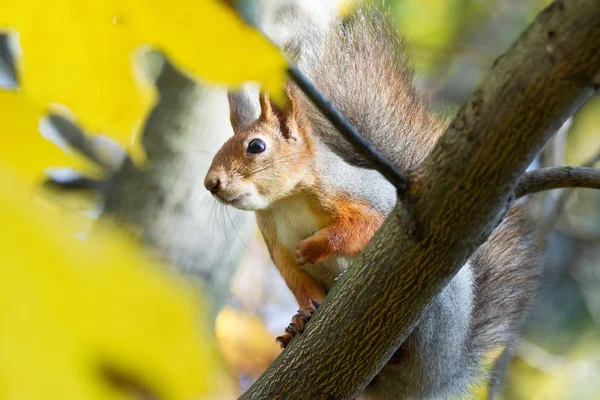 リス秋の公園のアスファルトの上に座っているし ナットを待ちます — ストック写真