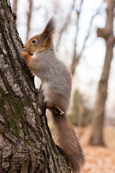 Wiewiórka Siedzi Asfalcie Jesień Parku Czeka Nakrętki — Zdjęcie stockowe
