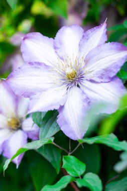 akasma çiçekler açar yaz parkta, arka plan akasma çiçek