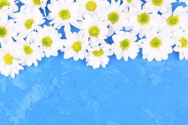 Krizantem üzerinde mavi arka plan, çiçek Sevgililer günü tebrik kartı