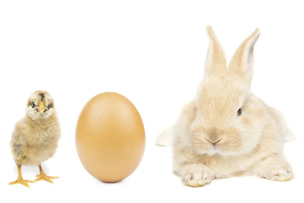 Курки Кролика Білому Тлі Пасхальне Яйце Пташенят Кролика Білому Тлі — стокове фото