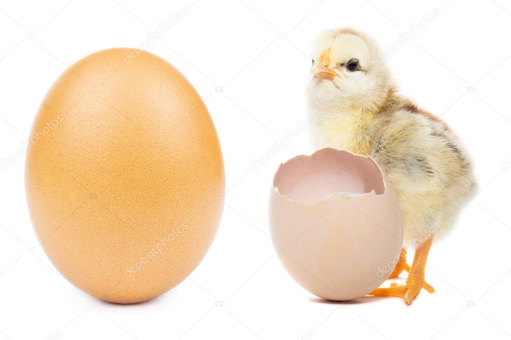 Chicken hatched from the shell on white background, Easter egg and chickens on white background, isolated