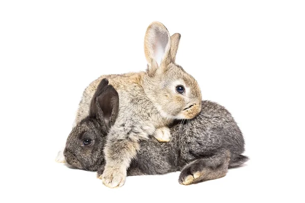 Dos Conejitos Grises Negros Sobre Fondo Blanco Conejos Sobre Fondo — Foto de Stock