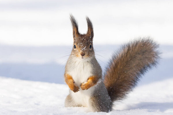 red squirrel sitting on the snow in the Park in winter