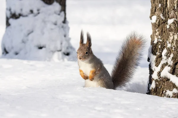 Zrzavá Veverka Sedí Sněhu Parku Zimě — Stock fotografie