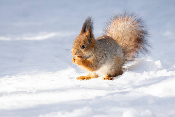 red squirrel sitting on the snow in the Park in winter