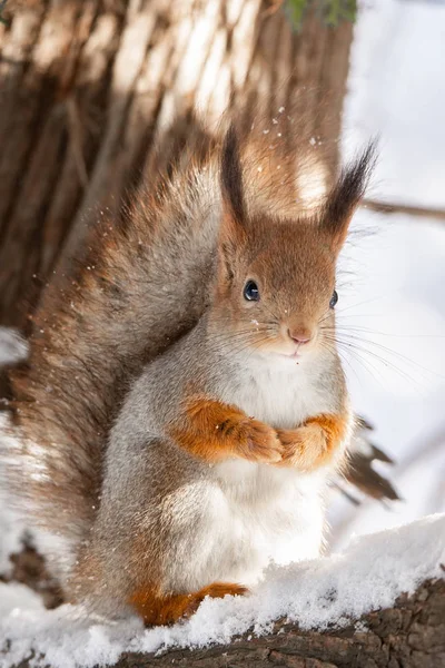 Esquilo Vermelho Sentado Uma Árvore Parque Inverno — Fotografia de Stock