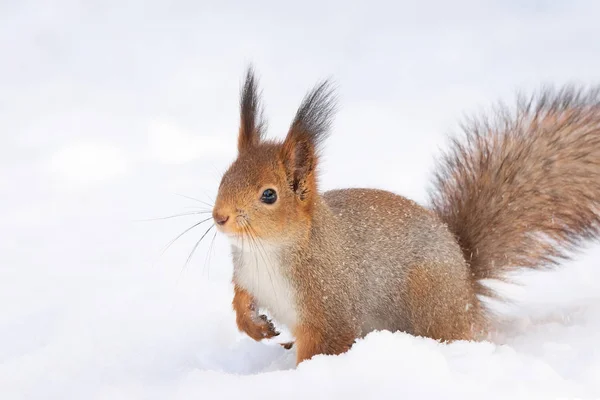 Rotes Eichhörnchen Sitzt Winter Park Auf Dem Schnee — Stockfoto