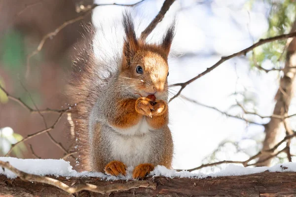 Squirrel snow winter — Stock Photo, Image