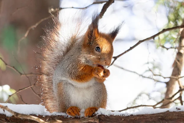 Red Squirrel Sitting Tree Winter Park — Stock Photo, Image