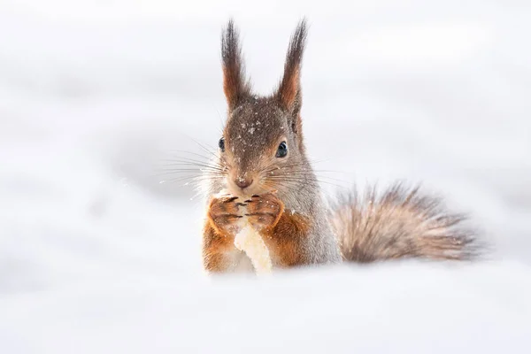 Red Squirrel Sitting Snow Park Winter — Stock Photo, Image