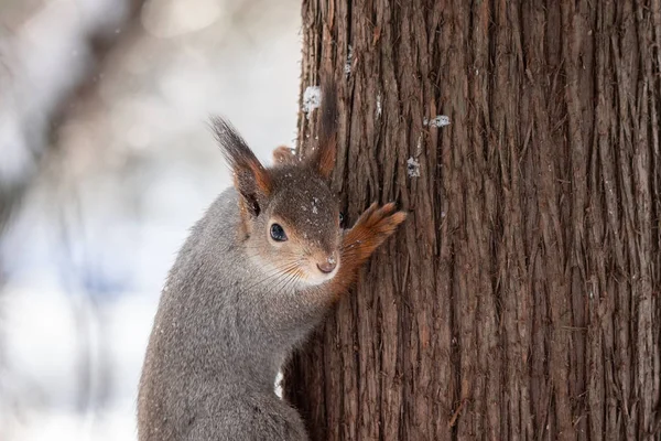 Ardilla Roja Sentada Árbol Parque Invierno — Foto de Stock