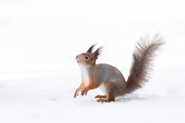 Esquilo Vermelho Sentado Neve Parque Inverno — Fotografia de Stock