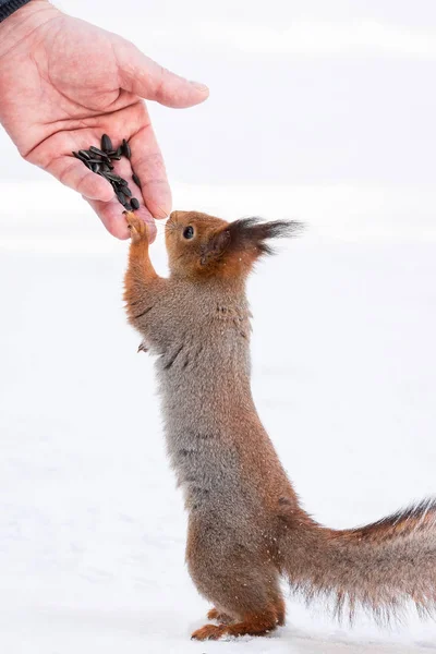 赤リス キツネ尋常 男の手からノートを取るします 冬のリスの餌 — ストック写真