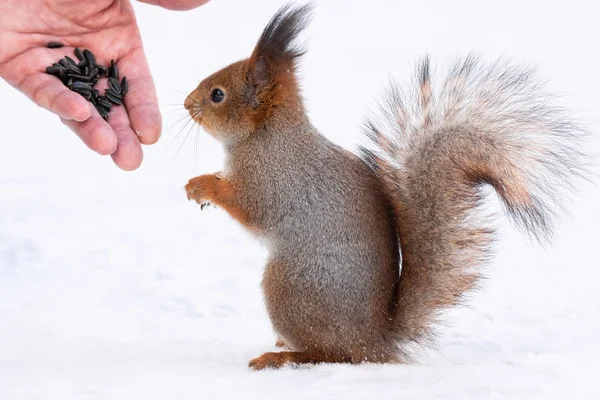 Red Squirrel Sciurus Vulgaris Taking Notes Man Hand Feeding Squirrels — Stock Photo, Image