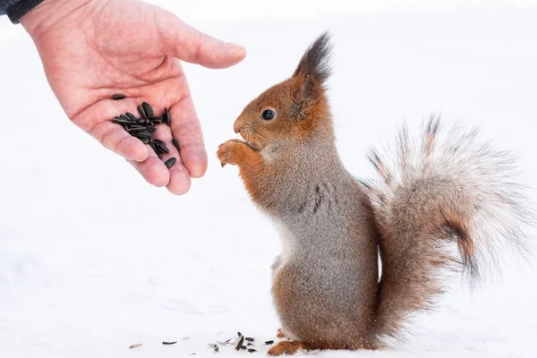 Kızıl Sincap Sciurus Vulgaris Adam Elinden Alma Sincap Kış Aylarında — Stok fotoğraf