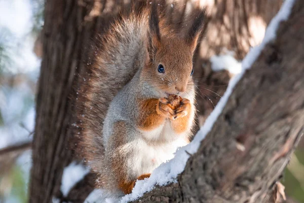 Red Squirrel Sitting Tree Winter Park — Stock Photo, Image