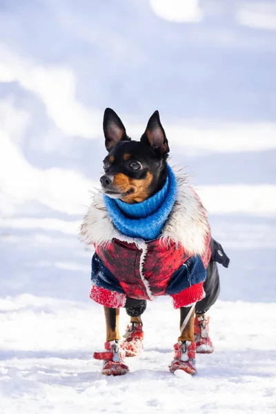 テリア スタイリッシュな服を着て冬の背景のムートン コートで小さな犬 犬の服 テキストのための場所 — ストック写真