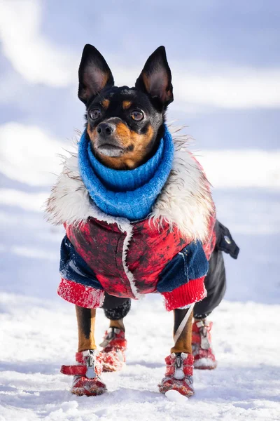 Cão brinquedo terrier — Fotografia de Stock