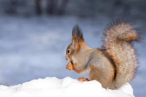 Rotes Eichhörnchen Sitzt Auf Einem Baum Winterpark — Stockfoto