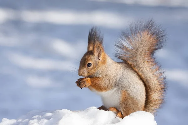 Rotes Eichhörnchen Sitzt Winter Park Auf Dem Schnee — Stockfoto