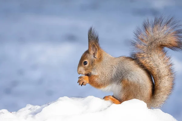 Écureuil neige hiver — Photo