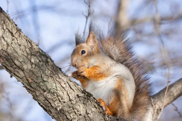 冬の公園の木の上に座って赤リス — ストック写真