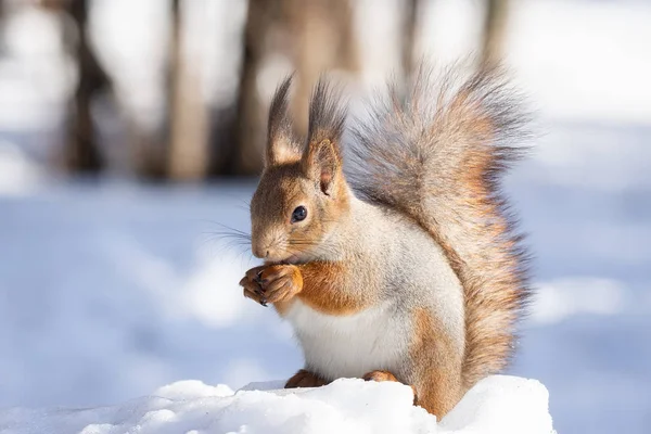 Rotes Eichhörnchen Sitzt Winter Park Auf Dem Schnee — Stockfoto
