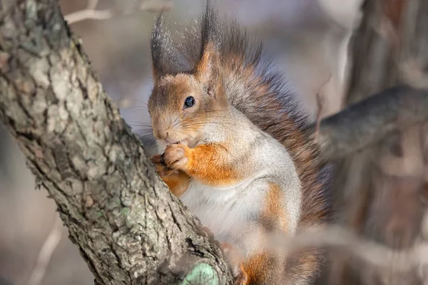 Rotes Eichhörnchen Sitzt Auf Einem Baum Winterpark — Stockfoto