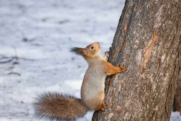 Röda Ekorren Sitter Ett Träd Vinterparken — Stockfoto