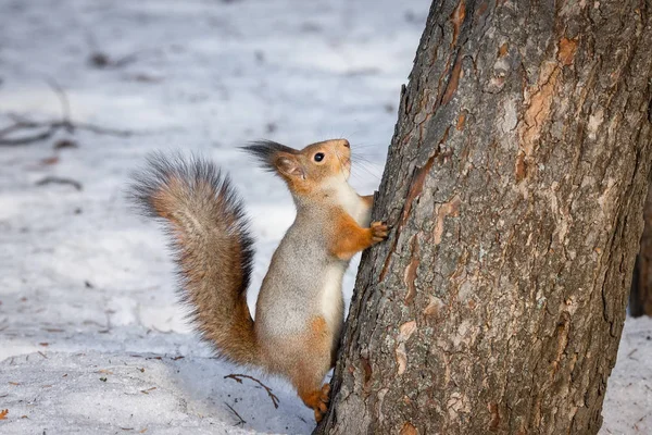 Ardilla Roja Sentada Árbol Parque Invierno — Foto de Stock